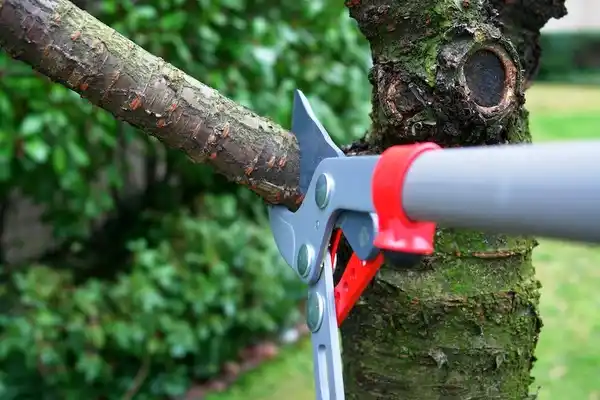 tree services Prices Fork